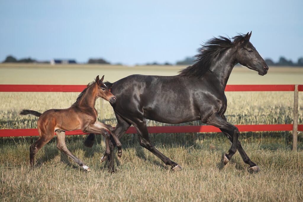 horse mare running with fole in field