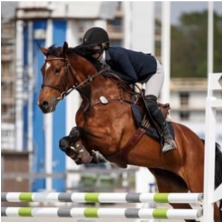 horse elle by escudo 1 during horse jumping competition