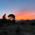 Big tree silouettes, pink skies and mountains in the background.