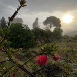 Early morning picture in the surrounding vegetations.