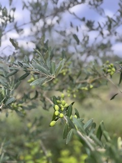 Closeup picture of an olive tree.