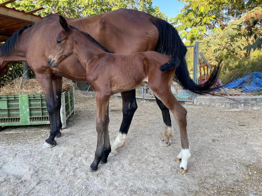 BEST Esmeralda one day old fole