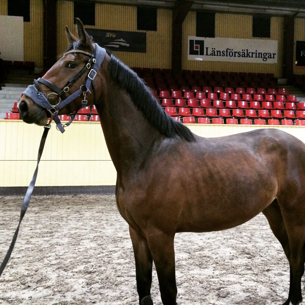 Lovisa by Nobel portrait infront of an empty grandstand.