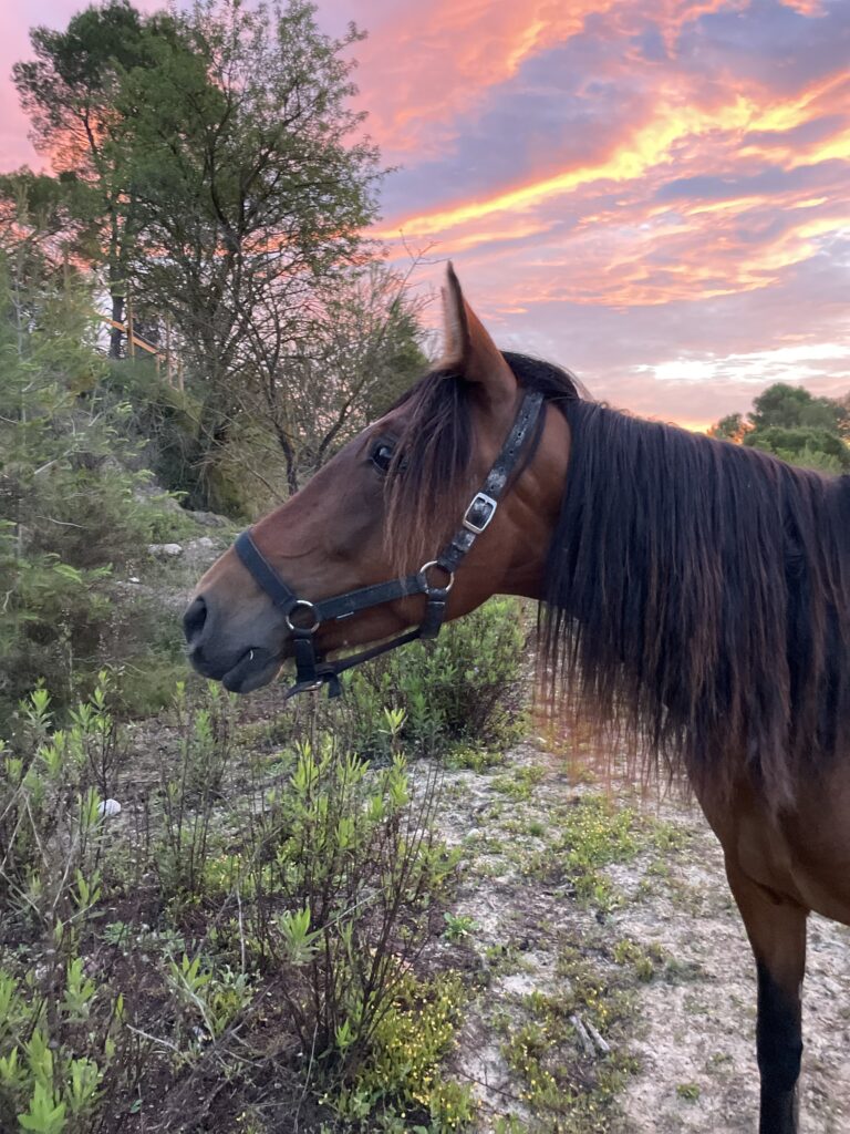 Soleil PRE-cross pony D-mare